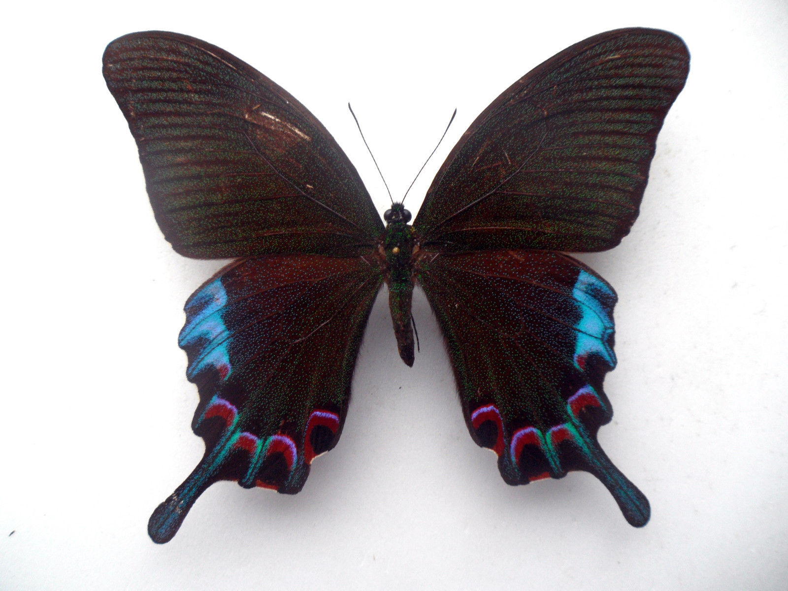 Papilio hermeli Male (Aberration, Philippines) (Internet Image property of respective owner, non-commercial use only)